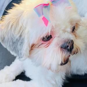 Meet your Posher, Gillian